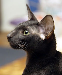 Georgina Daffy Catori, oriental black female cat
