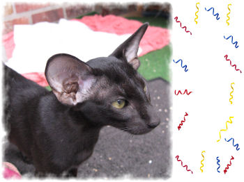 Neena Bi Catori, oriental black female cat (ORI n)