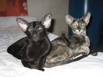 Neena Bi Catori, oriental black female cat, and her very good friend Bobo