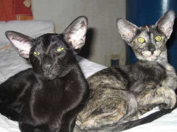 Neena Bi Catori, oriental black female cat, and her very good friend Bobo