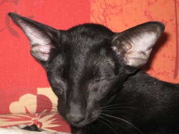 Neena Bi Catori, oriental black female cat (ORI n)