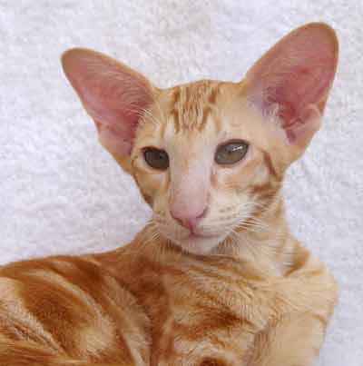 Nemiroff Bi Catori, oriental red marble male cat (ORI d 22)