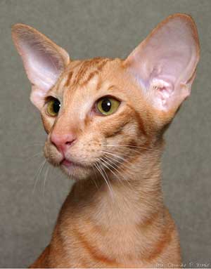 Newton Bi Catori, oriental red spotted male cat (ORI d 24)