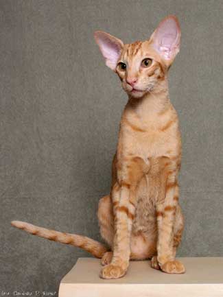 Newton Bi Catori, oriental red spotted male cat (ORI d 24)