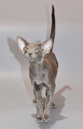 Felitan Austin (ORI a), oriental male cat