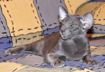 Felitan Austin (ORI a), oriental male cat