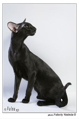 Mikado's Elefant, ориентальный кот черного окраса