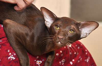 Okonor Sandoval*HU, ориентальный кот, окрас шоколадный, n20140923_151010.jpg