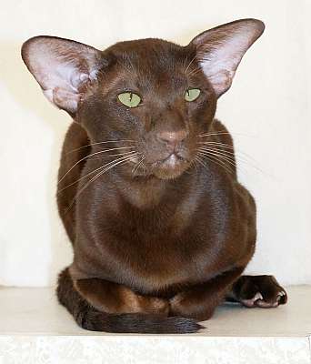 Okonor Sandoval*HU, ориентальный кот, окрас шоколадный, n20140928_143909-3.jpg
